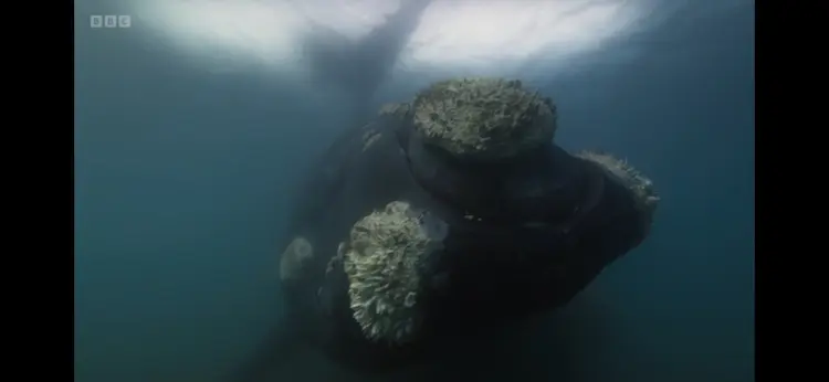 Southern right whale (Eubalaena australis) as shown in Planet Earth III - Coasts